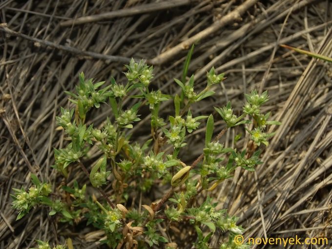 Image of plant Paronychia arabica