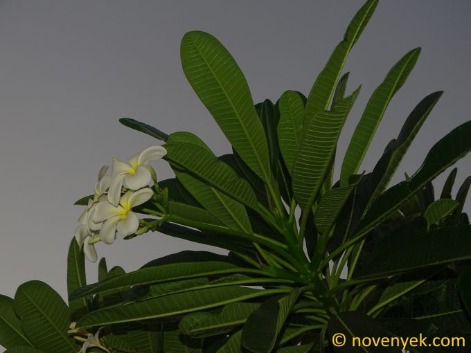 Image of plant Plumeria obtusa