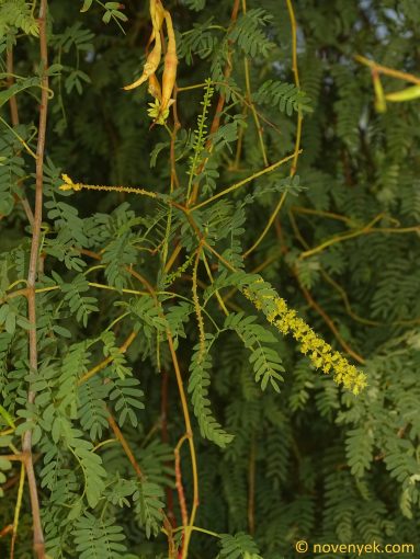 Image of plant Prosopis cineraria