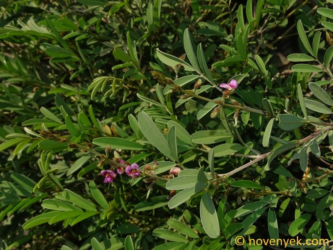 Image of plant Tephrosia apollinea