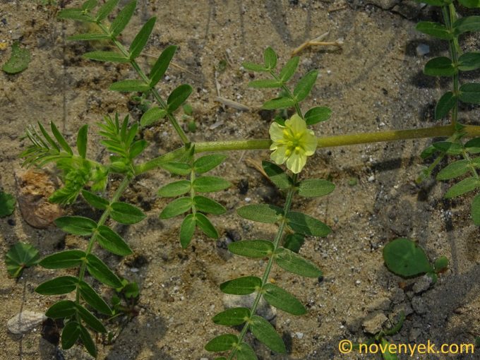 Image of plant Tribulus pentandrus
