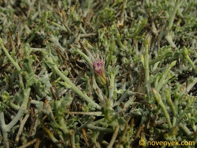 Image of plant Vernonia arabica