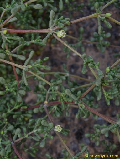 Image of plant Zygophyllum qatarense