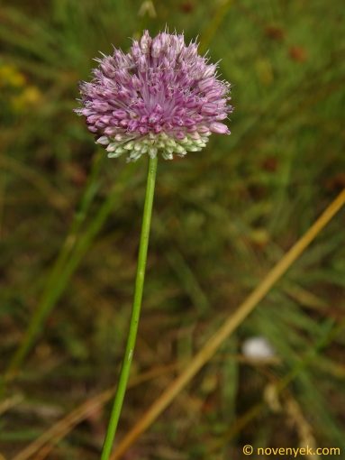Image of plant Allium guttatum