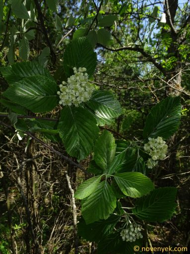 Image of plant Aria javorkana