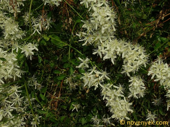 Image of plant Clematis flammula