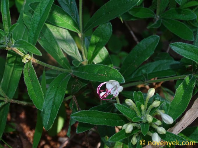 Image of plant Clerodendrum ternatum