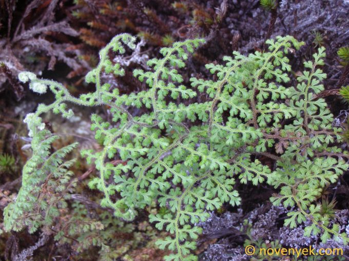 Image of plant Jamesonia flexuosa