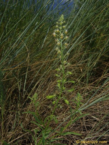 Image of plant Reseda inodora