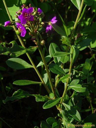 Image of plant Talinum portulacifolium