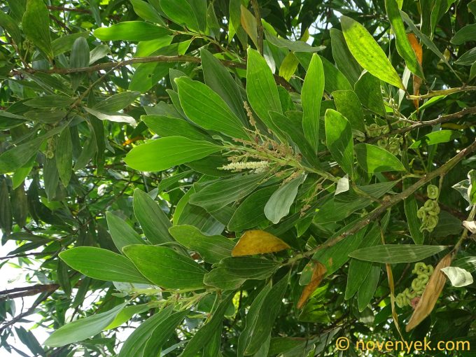 Image of plant Acacia mangium
