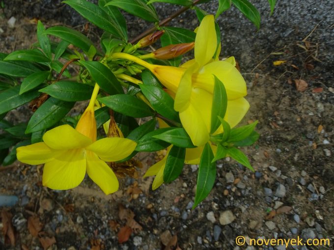 Image of plant Allamanda cathartica