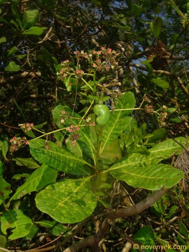 Image of plant Anacardium occidentale