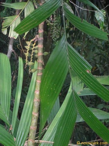 Image of plant Areca triandra