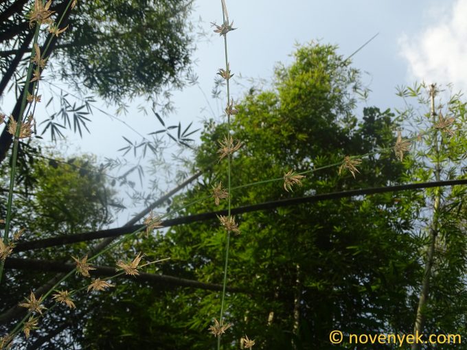 Image of plant Bambusa vulgaris