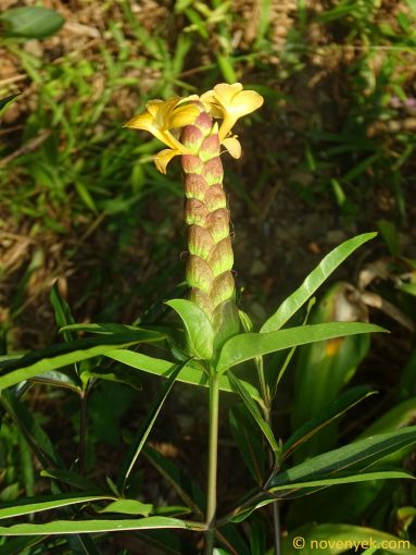 Image of plant Barleria lupulina