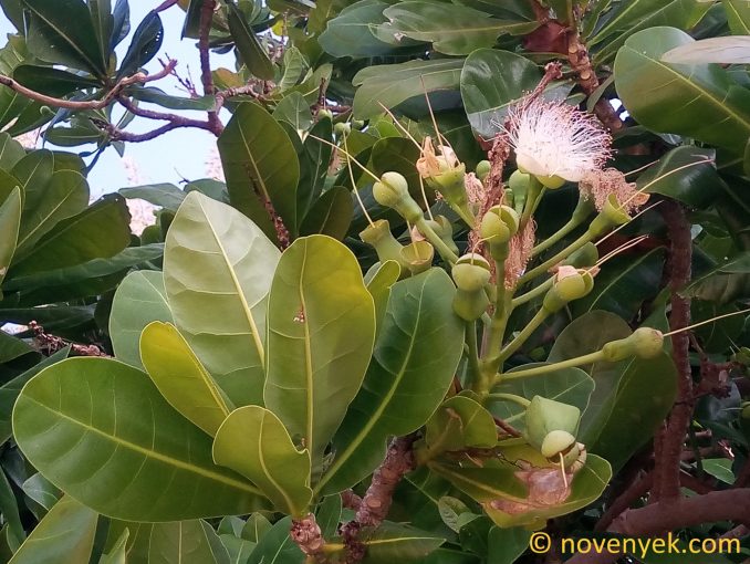 Image of plant Barringtonia asiatica