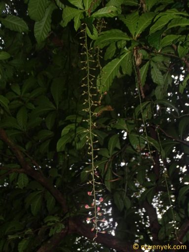 Image of plant Barringtonia racemosa