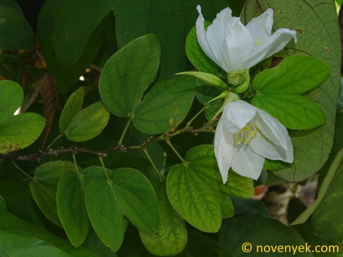 Image of plant Bauhinia acuminata