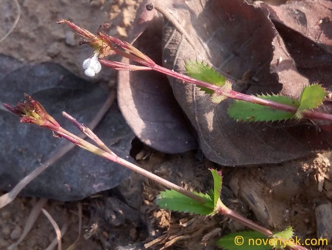 Image of plant Bonnaya ciliata