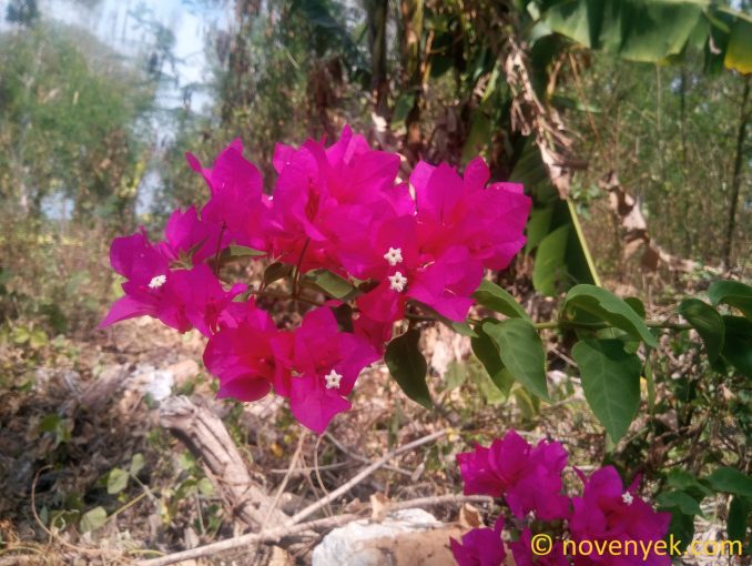 Image of plant Bougainvillea spectabilis