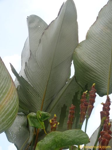 Image of plant Calathea lutea