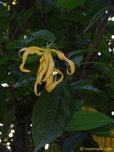 Image of plant Cananga odorata