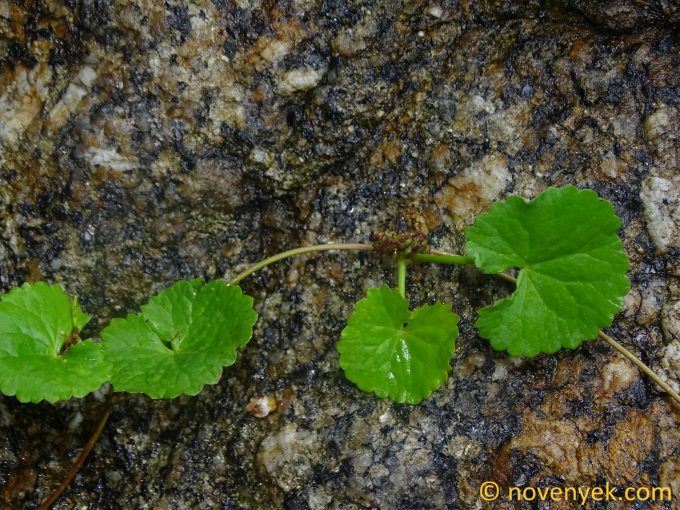 Image of plant Centella asiatica