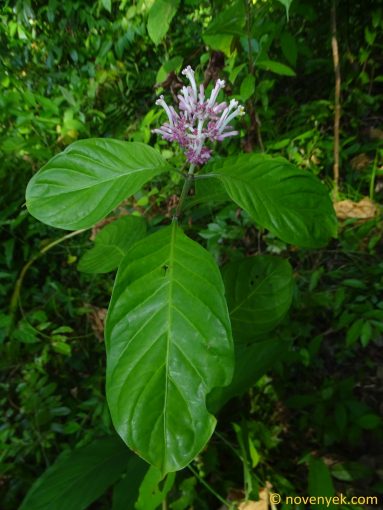 Image of plant Chassalia curviflora