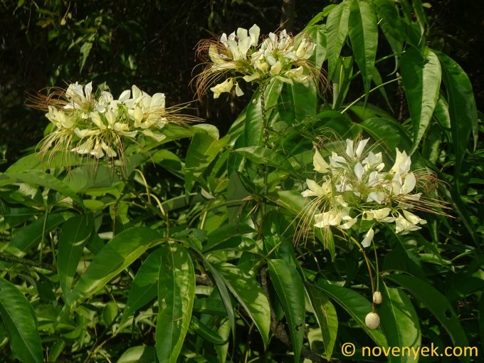 Image of plant Cleome spinosa