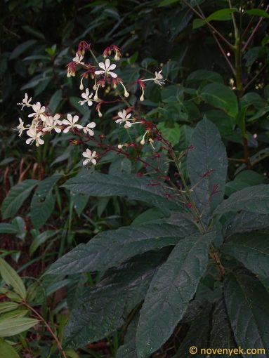 Image of plant Clerodendrum schmidtii