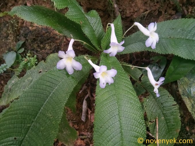 Image of plant Codonoboea rugosa