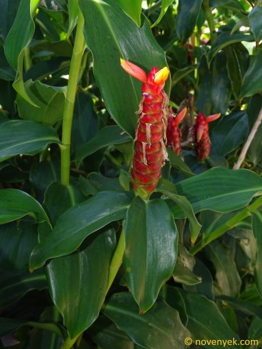 Image of plant Costus woodsonii