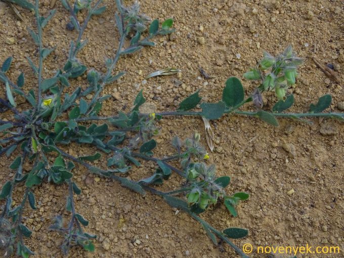 Image of plant Crotalaria chinensis