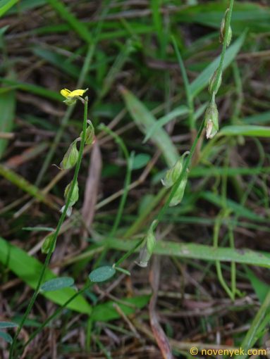 Image of plant Crotalaria juncea