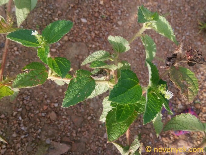Image of plant Croton hirtus