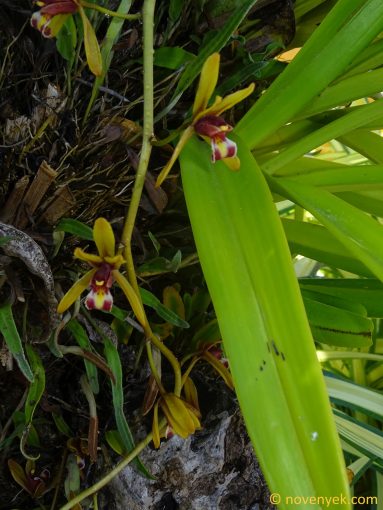 Image of plant Cymbidium finlaysonianum
