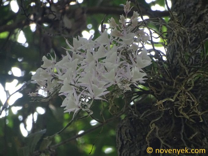 Image of plant Dendrobium aphyllum