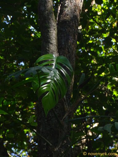 Image of plant Epipremnum pinnatum