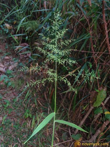 Image of plant Eragrostis unioloides