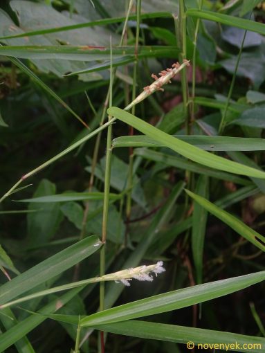 Image of plant Eremochloa ophiuroides