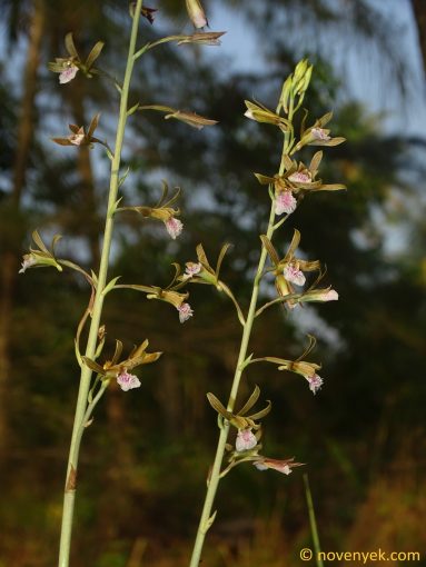 Image of plant Eulophia graminea