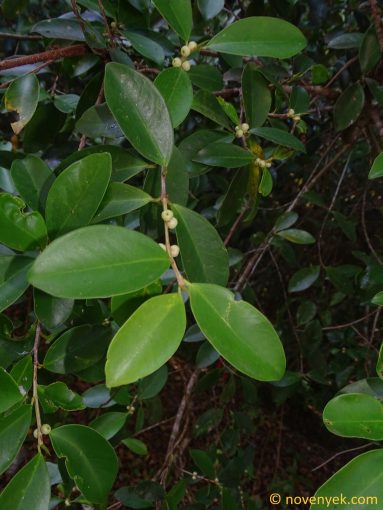 Image of plant Ficus microcarpa