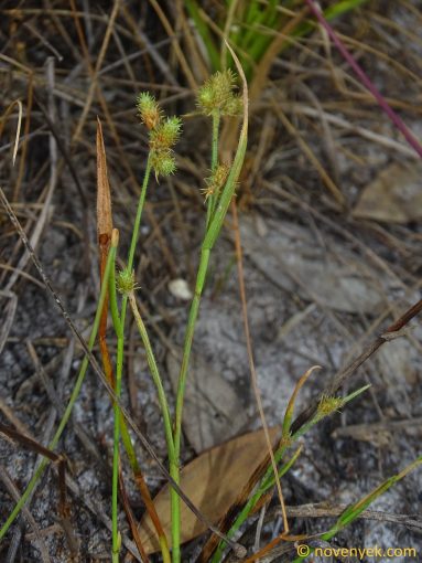 Image of plant Fuirena ciliaris