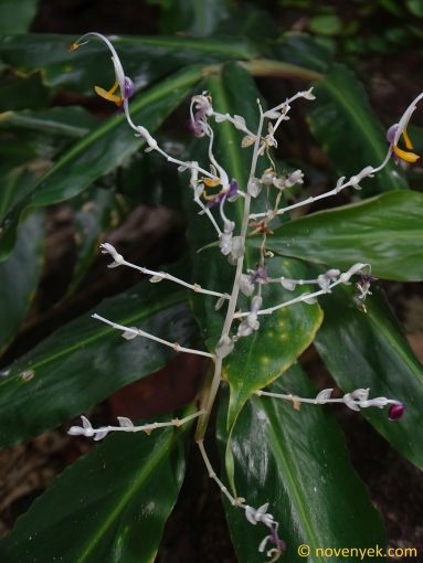 Image of plant Globba longiligulata