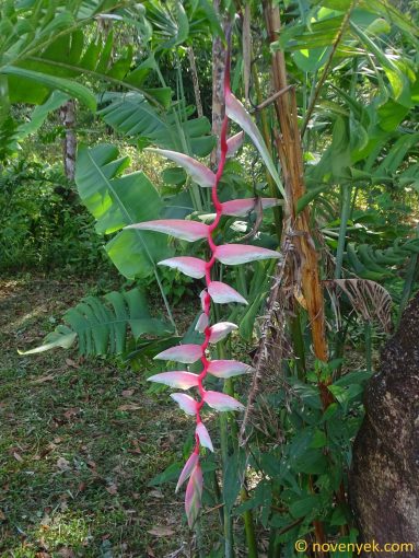 Image of plant Heliconia chartacea