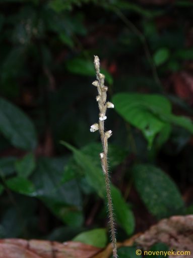 Image of plant Hetaeria oblongifolia