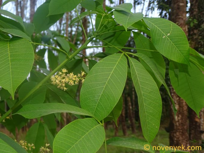 Image of plant Hevea brasiliensis