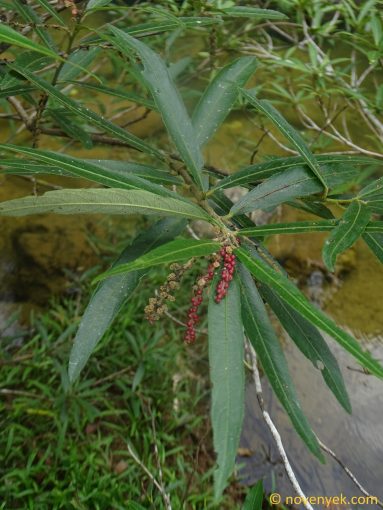 Image of plant Homonoia riparia
