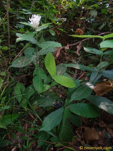 Image of plant Ixora finlaysoniana